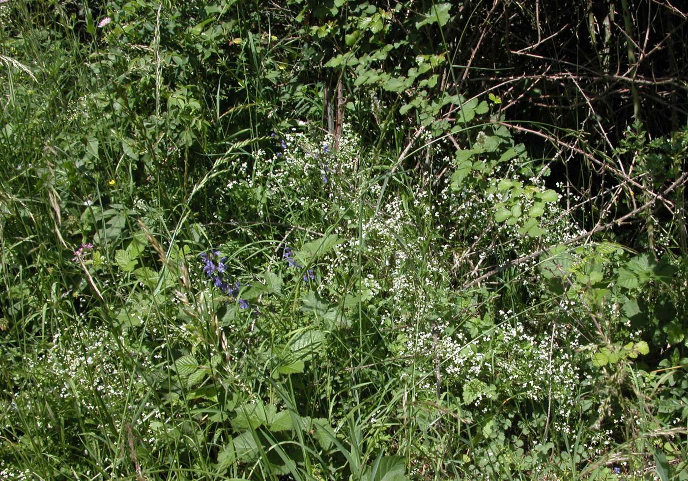 Bedstraw, Hedge plant